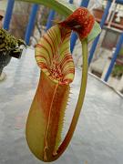 Nepenthes lowii x veitchii (lowland x highland)